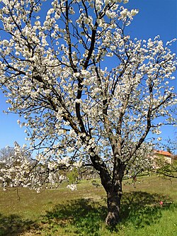 Germersdorfer variety cherry tree in blossom