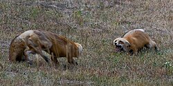 A pair of Wasatch Mountains foxes (V. v. macroura) squabbling