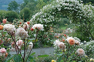 Flower garden in Norway, Arboretum in Bergen