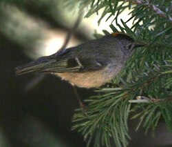 Probable male R. r. himalayensis has paler underparts than the European race.