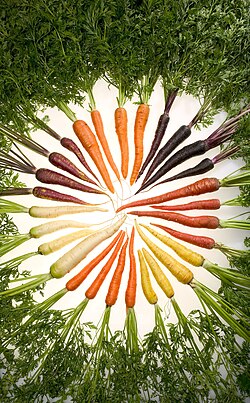 Researchers at the USDA have selectively bred carrots with a variety of colors.
