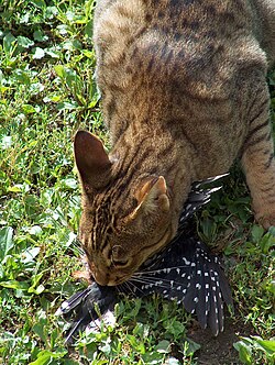 Cats (Felis catus) (here, killing a woodpecker) are considered invasive species in Australia and negatively impact wildlife worldwide.