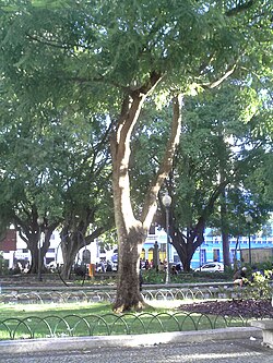 The brazilwood tree, which gives Brazil its name, has dark, valuable wood and provides red dye