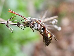 A cuckoo bee from the genus Nomada