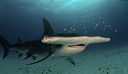 The great hammerhead shark has a conservation status of critically endangered, due to overfishing for its fins.