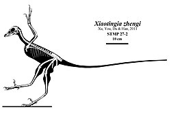 Skeletal restoration