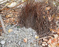 Bower of a great bowerbird