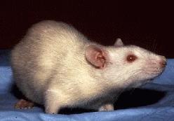 The Wistar rat, which was the first developed rat model strain