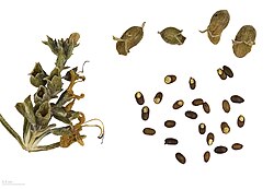 Seeds (MHNT)