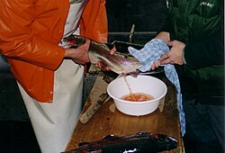 Expressing eggs from a female rainbow trout