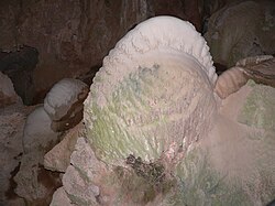 'Crayback' stromatolite – Nettle Cave, Jenolan Caves, NSW, Australia