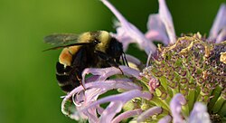 Rusty patched Bumblebee