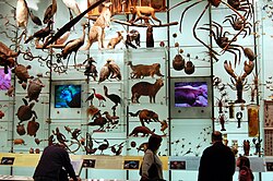 Shown in a museum, various models of species across various taxa and orders visualize the variety of life on earth.