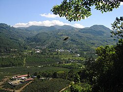 A coffee plantation in the Orosí Valley