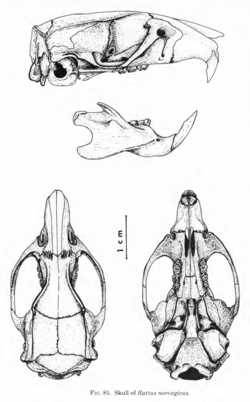 Brown rat skull