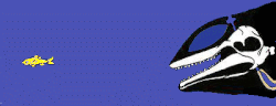 Biosonar by cetaceans