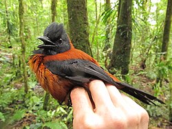 Scientists handling hooded pitohuis have described a numbing sensation upon doing so.