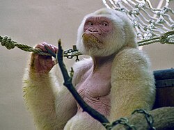 Snowflake in the Barcelona Zoo