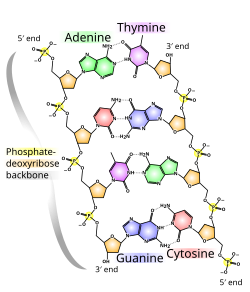 The molecular structure of DNA. Bases pair through the arrangement of hydrogen bonding between the strands.