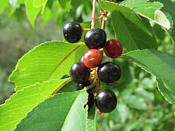 Prunus serotina, black cherry (a bird cherry species)