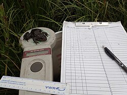 An example of a mark-recapture survey on an amphibian. Data on each collected individual is marked and the organism is late released back into the rest of the population.