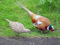 Chinese ringneck-type male (note grey rump) with very pale female, illustrating the dramatic difference in both colour and size between sexes as per sexual dimorphism