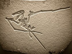 Skeleton of Rhamphorhynchus muensteri at Teylers Museum, Haarlem