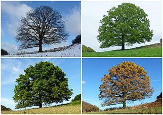 Four temperate and subpolar seasons: winter (top left), spring (top right), summer (bottom left), autumn