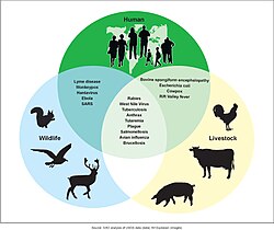 Possibilities for zoonotic disease transmissions