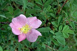 Wild roses (Rosa acicularis) bloom from montane to subalpine regions