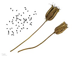Photograph of fruit and seeds of Aquilegia vulgaris