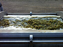 Fermenting Chardonnay grapes ready to be pressed