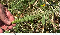 Wild emmer wheat (Triticum dicoccoides), a CWR of cultivated wheats (Triticum spp), can be found in northern Israel.