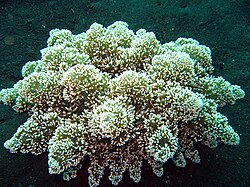 Actinodendron arboreum, the hell's-fire anemone