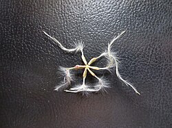 C. terniflora seed cluster