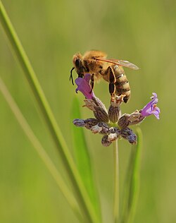 Western honey bee on a lavender blossom