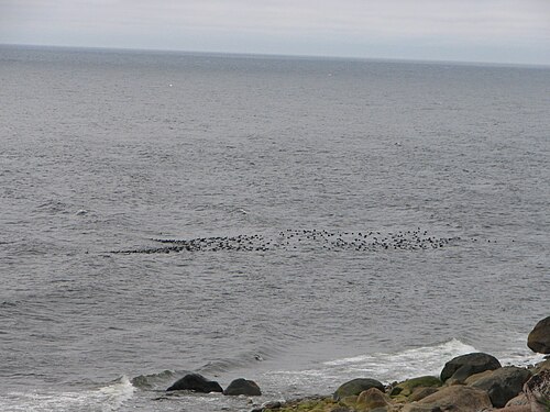 Raft of coastal seabirds[2] Gulf of St. Lawrence, Quebec, Canada