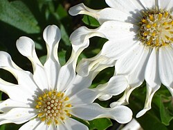'White Spoon'