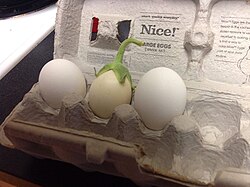 White eggplant compared to two chicken eggs