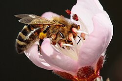 A peach flower with a bee pollinating it