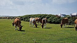 Cows grazing in the Cornish countryside, England