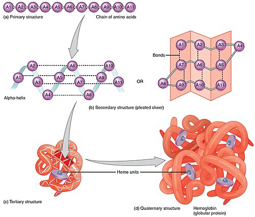 Constituent amino-acids can be analyzed to predict secondary, tertiary and quaternary protein structure, in this case hemoglobin containing heme units.