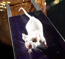 The genome of the lab mouse Mus musculus was published in 2002.