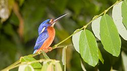 Blue-eared kingfisher in the lower Kinabatangan River area. Kingfisher is also once a state bird of Sabah and featured in one of its coat of arms.