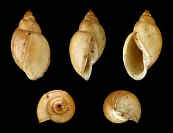 The shell of Physella acuta, a freshwater snail, which is left-coiling (sinistral).