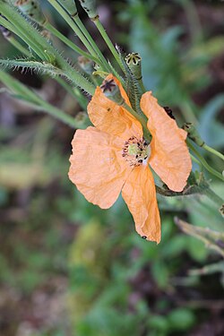 Papaver spicatum