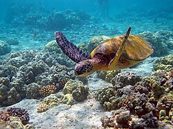 Chelonia mydas on a Hawaiian coral reef. Although the endangered species is protected, habitat loss from human development is a major reason for the loss of green turtle nesting beaches.