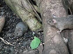Two gray mice