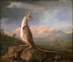 Painting of a kangaroo, 1772
