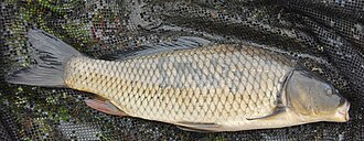 Dutch wild carp